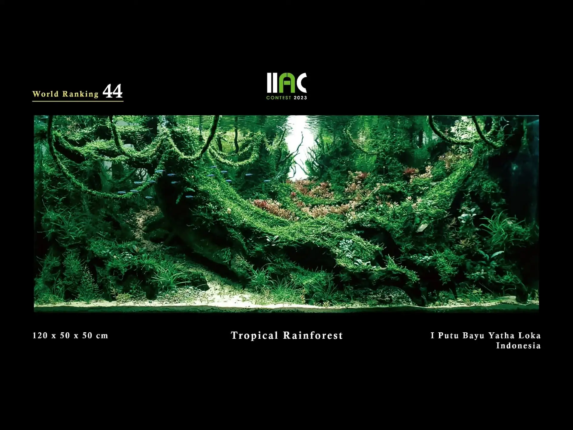 Tropical Rainforest - IIAC 2023 #44 I Putu Bayu Yatha Loka / Indonesia